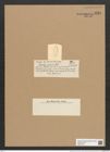 Rhaphoneis japonica Castr. (de-Toni-Nr.: Genus 78, Species 2821) Zeichnungen Sammlung Grunow Nr. 5783 (NHMW-BOT-W0374183)